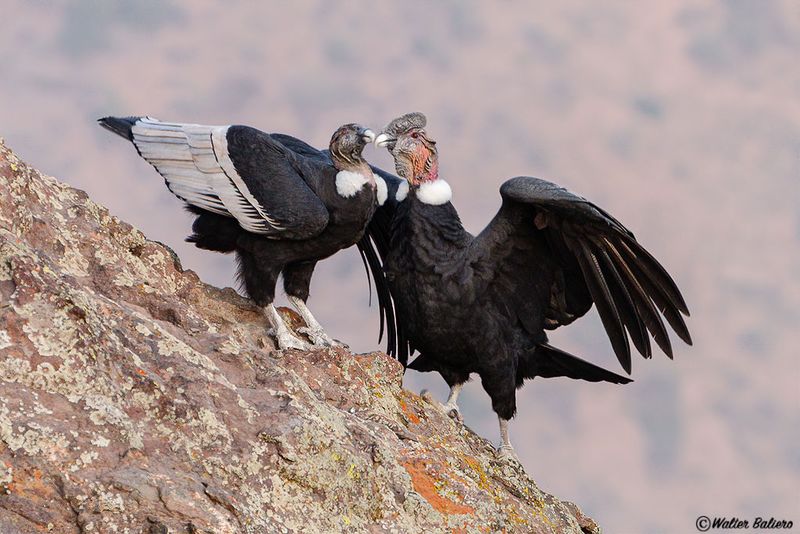 Sexual Dimorphism