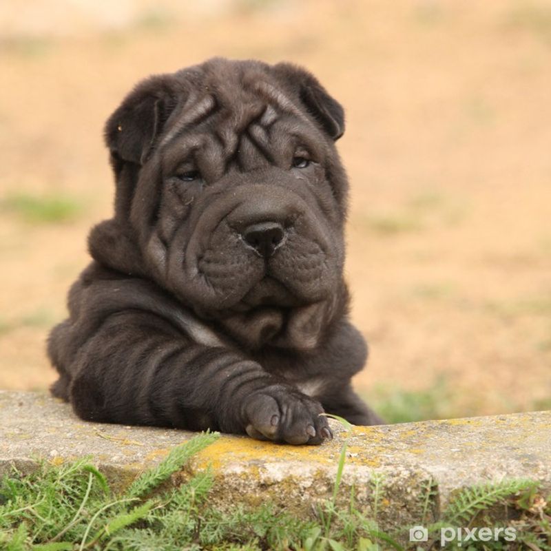 Shar Pei
