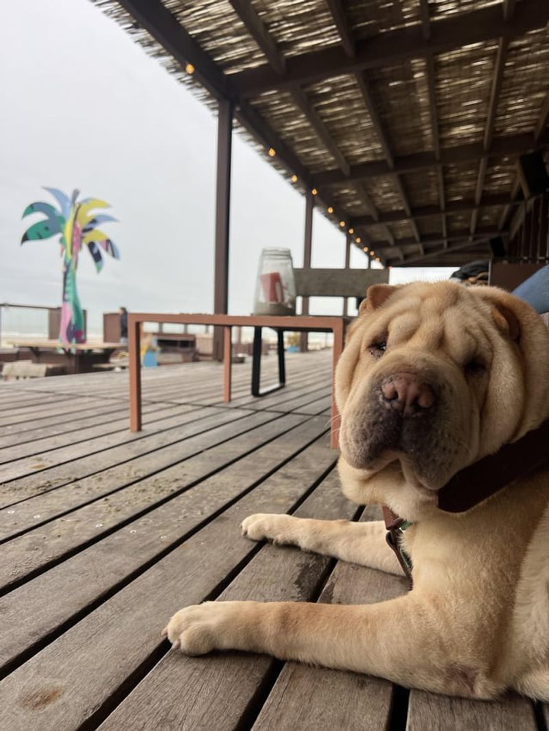 Shar Pei