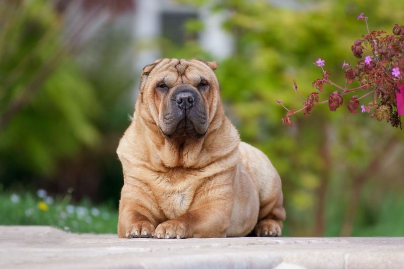 Shar Pei