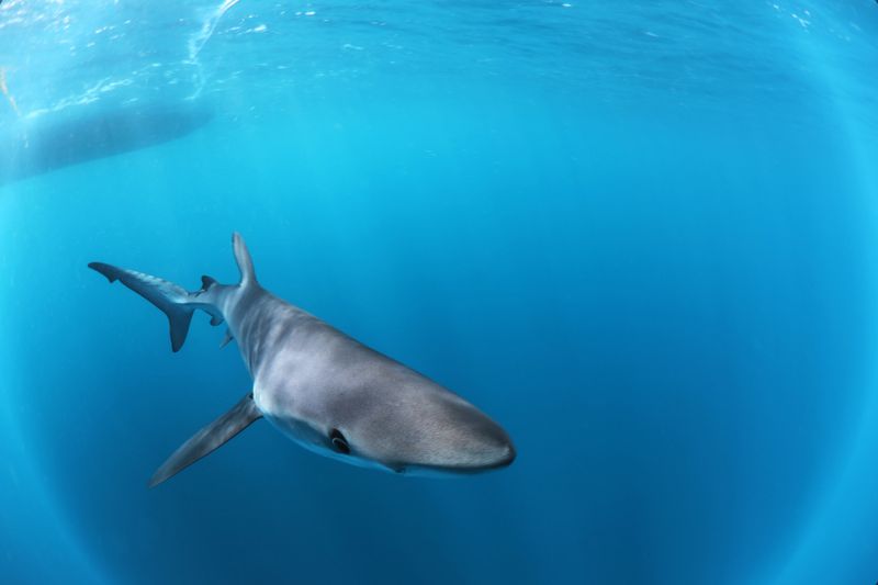 Shark