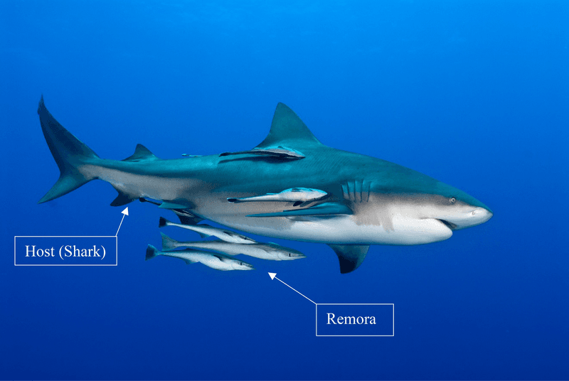 Sharks and Remoras