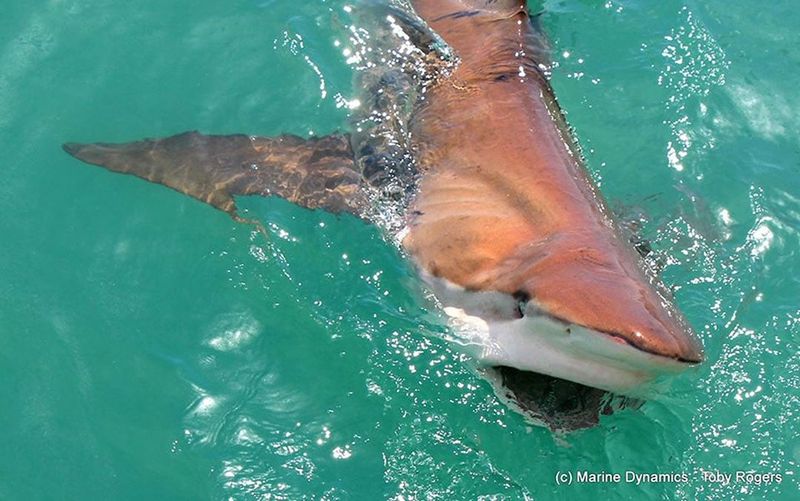 Sharks with a Unique Name
