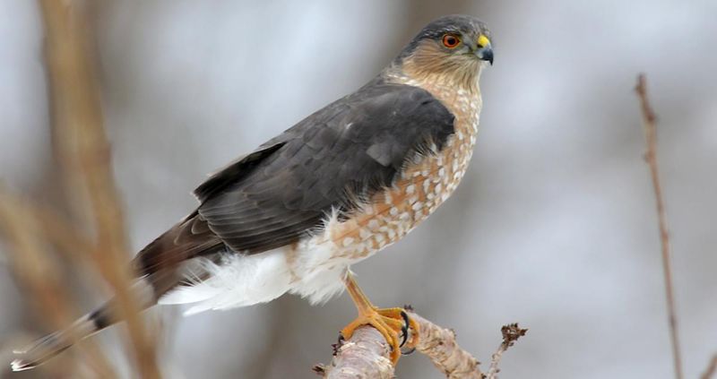 Sharp-shinned Hawk