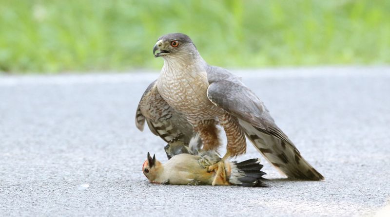 Sharp-shinned Hawk