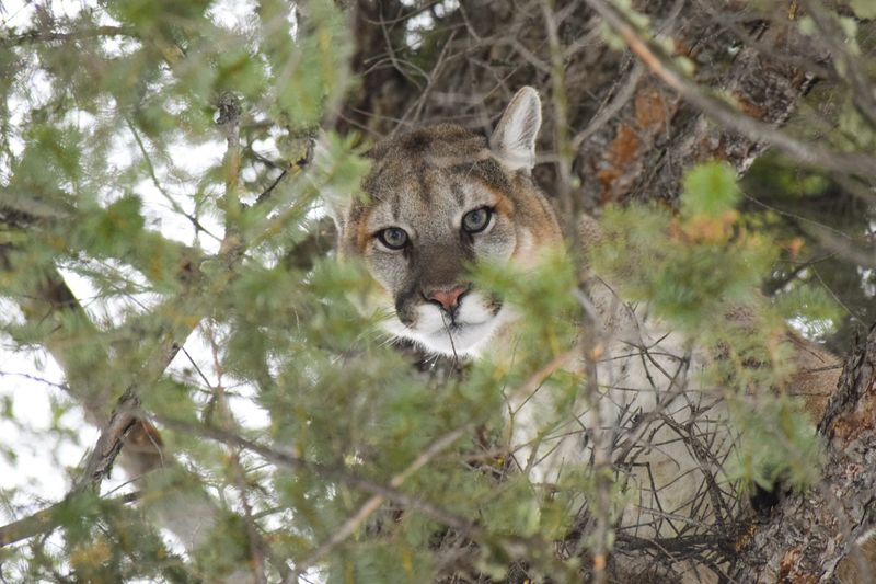 Shasta-Trinity National Forest