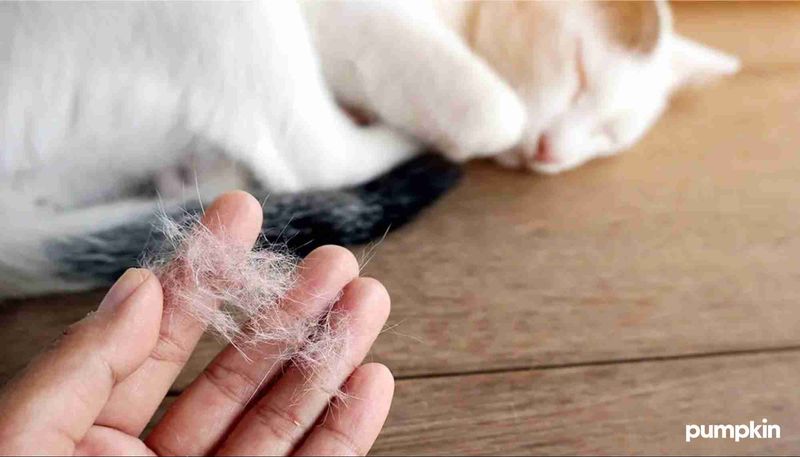 Shedding Fur