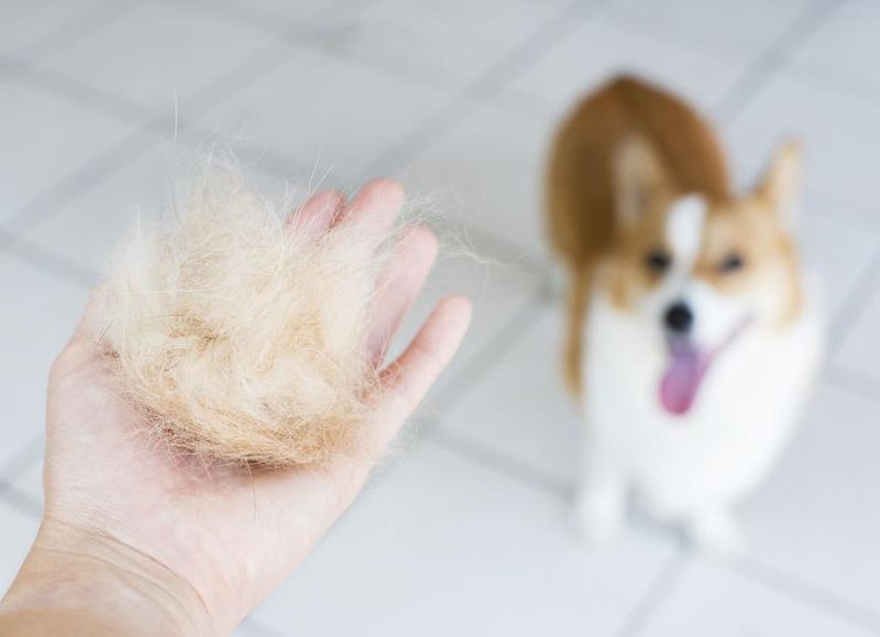 Shedding Means Poor Health