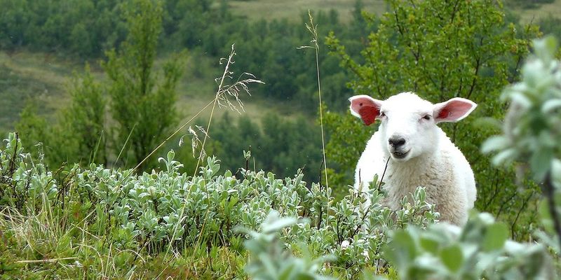Sheep