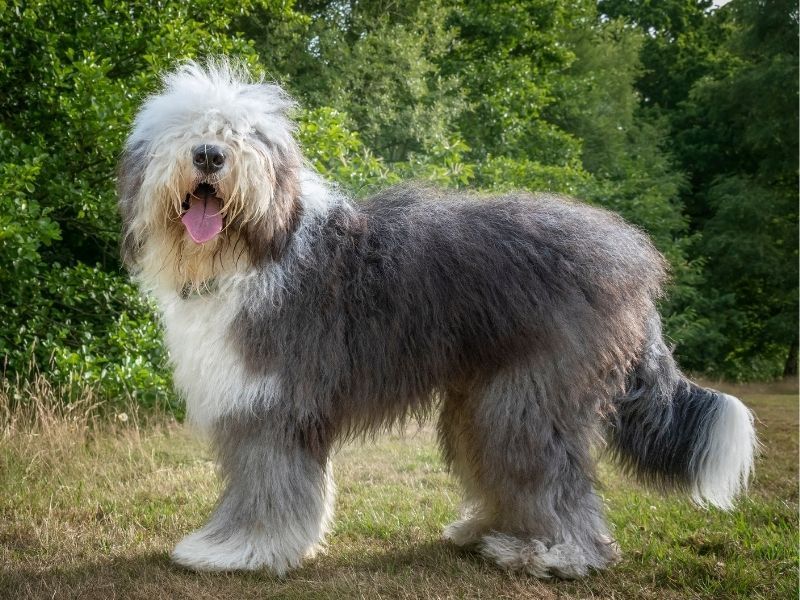 Sheepdog