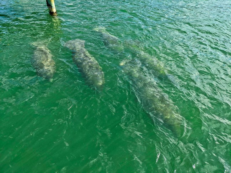 Sheltered Bays of Key West