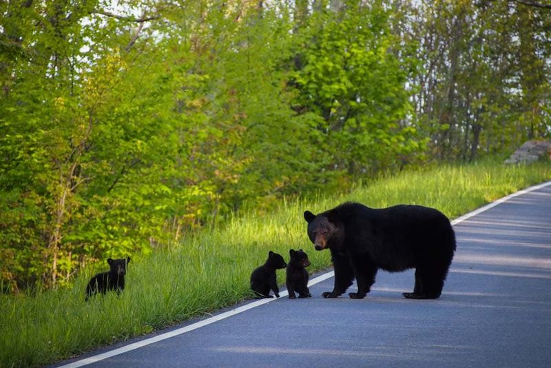 Shenandoah National Park, Virginia