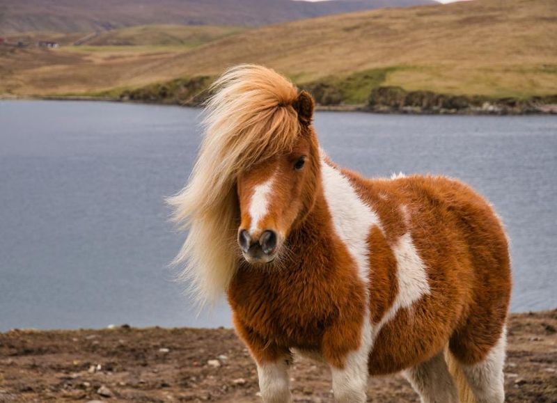 Shetland Pony