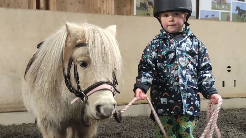 Shetland Pony