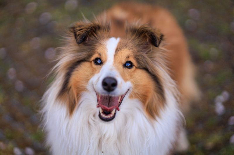 Shetland Sheepdog