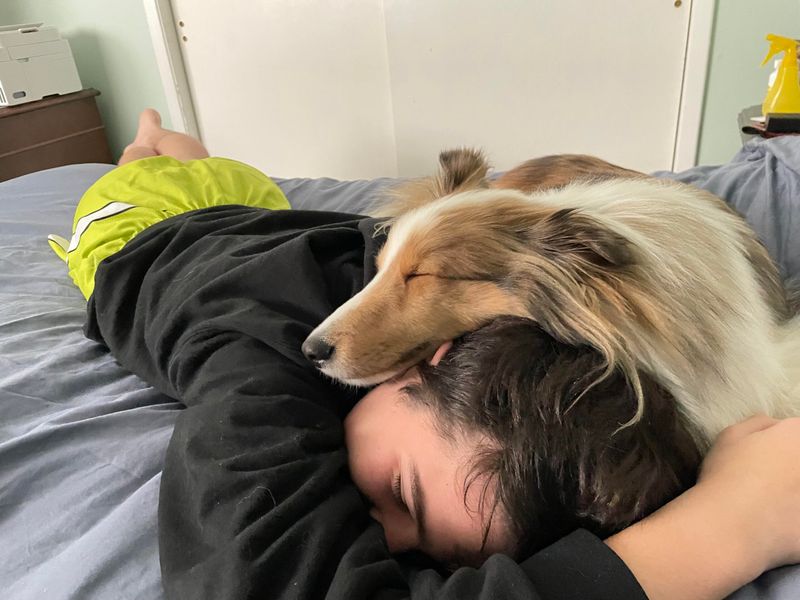 Shetland Sheepdog