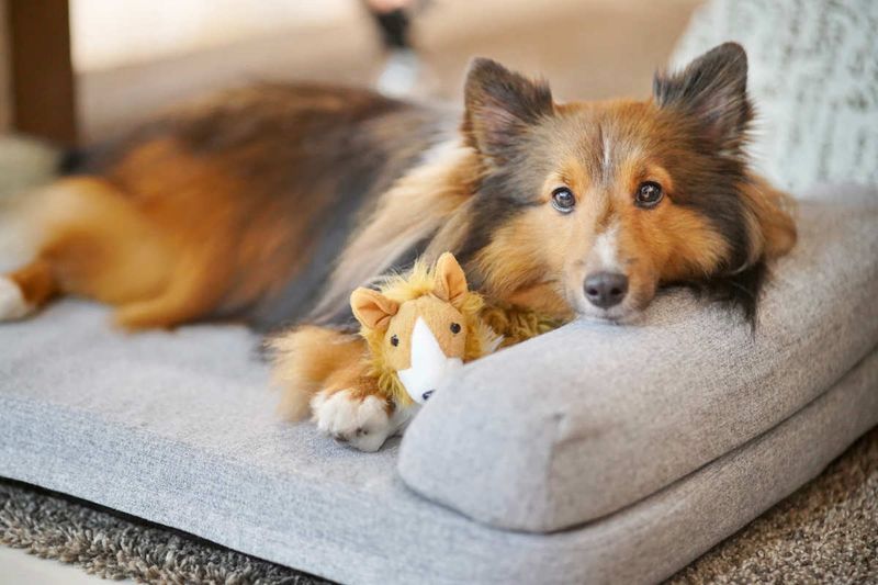 Shetland Sheepdog