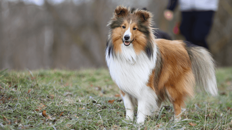 Shetland Sheepdog
