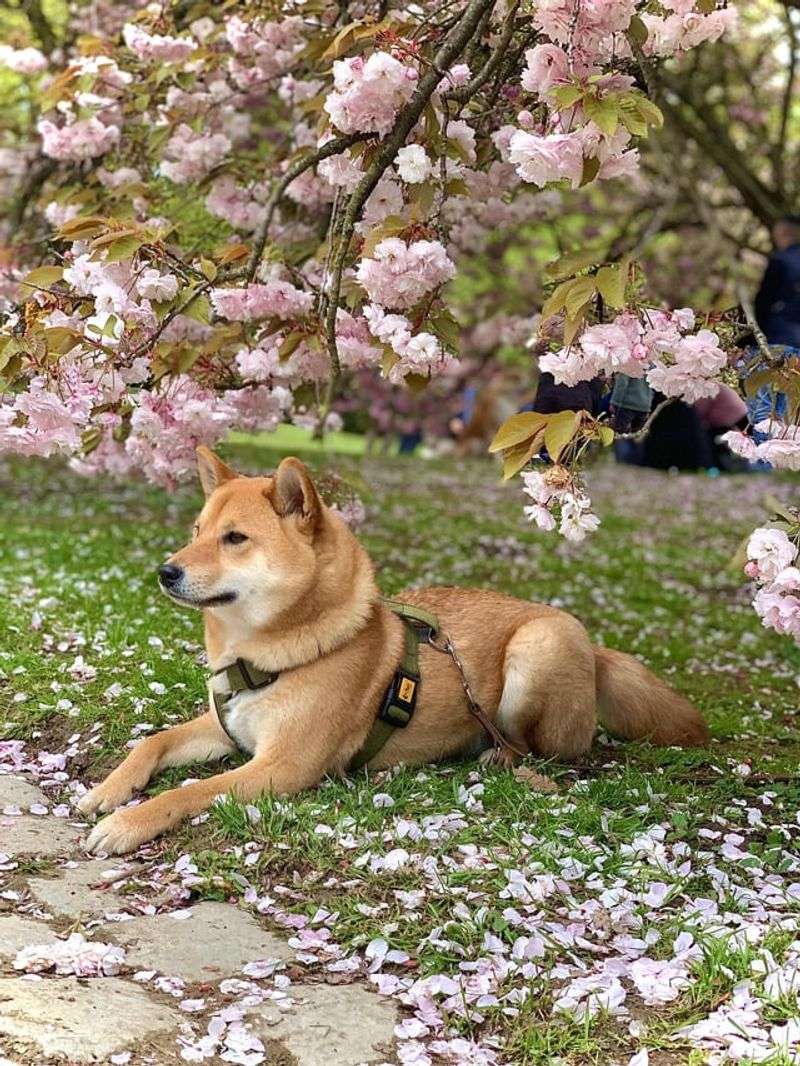 Shiba Inu