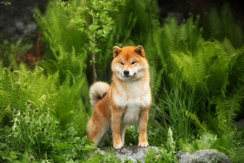 Shiba Inu