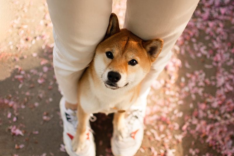 Shiba Inu