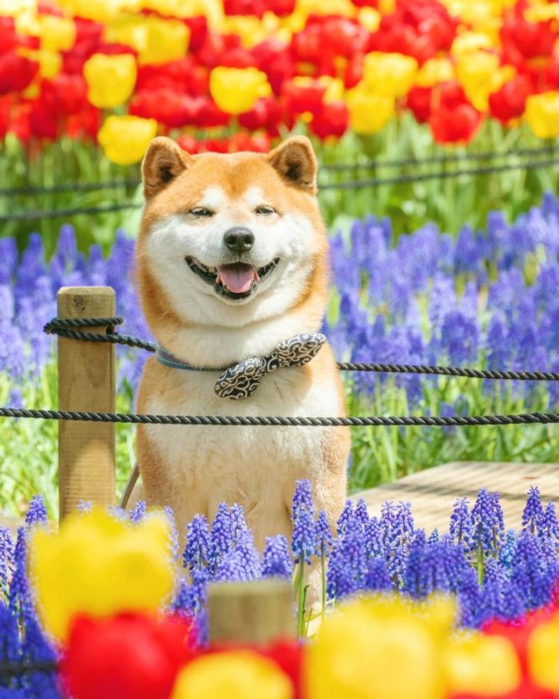 Shiba Inu
