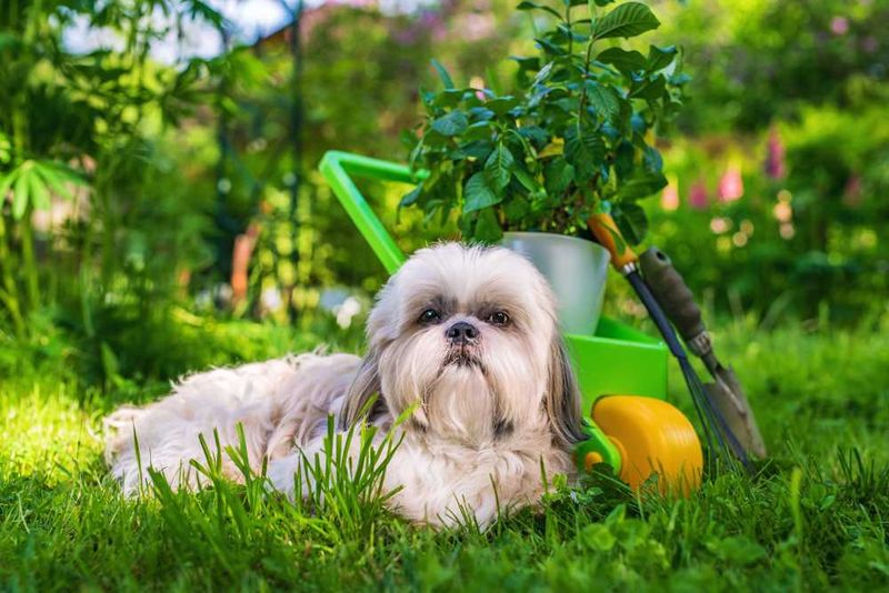Shih Tzu