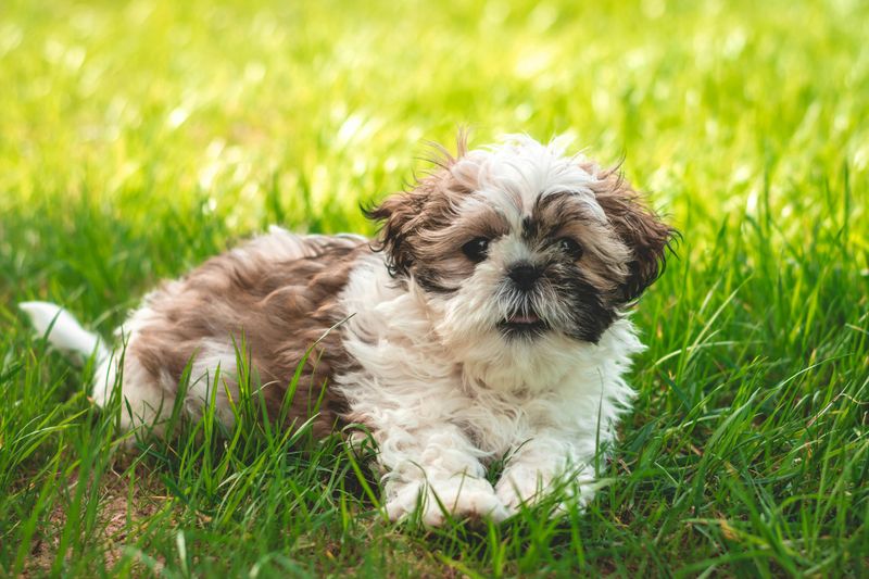Shih Tzu