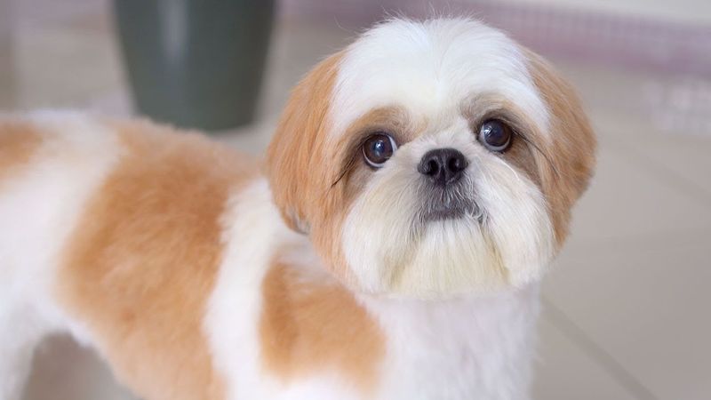 Shih Tzu