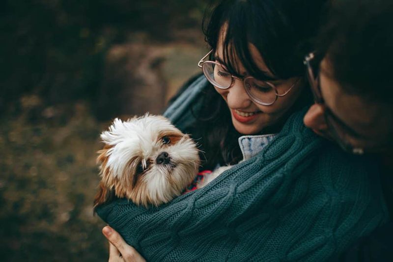 Shih Tzu