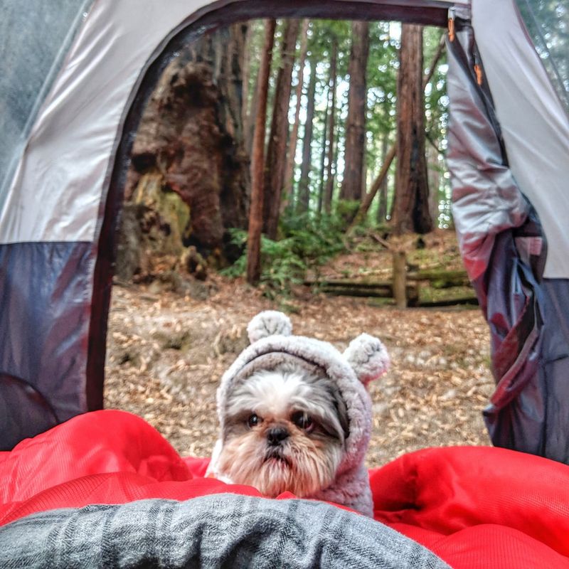 Shih Tzu
