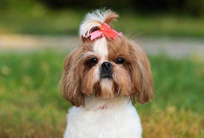 Shih Tzu
