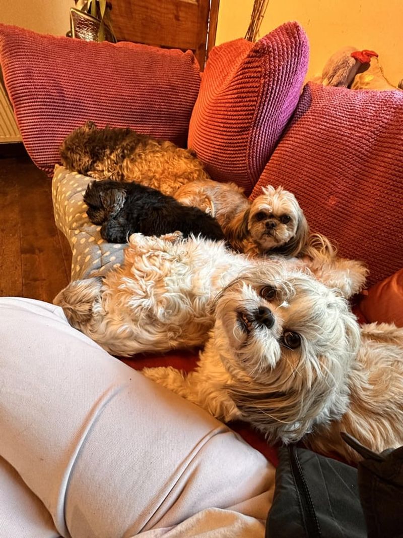Shih Tzu