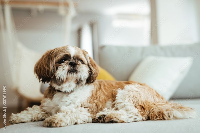 Shih Tzu