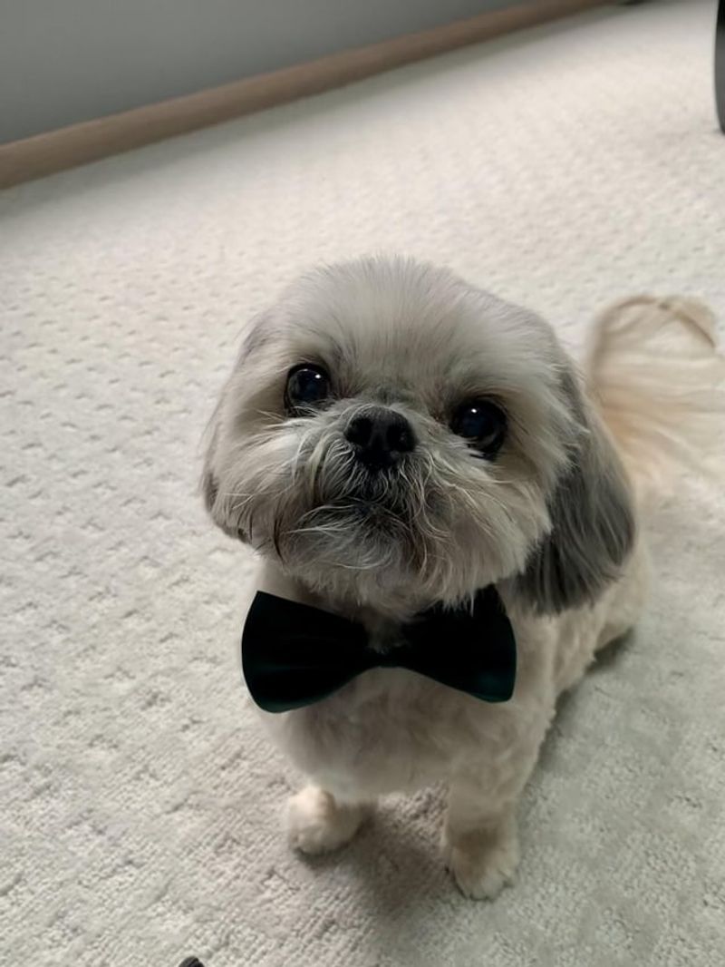 Shih Tzu