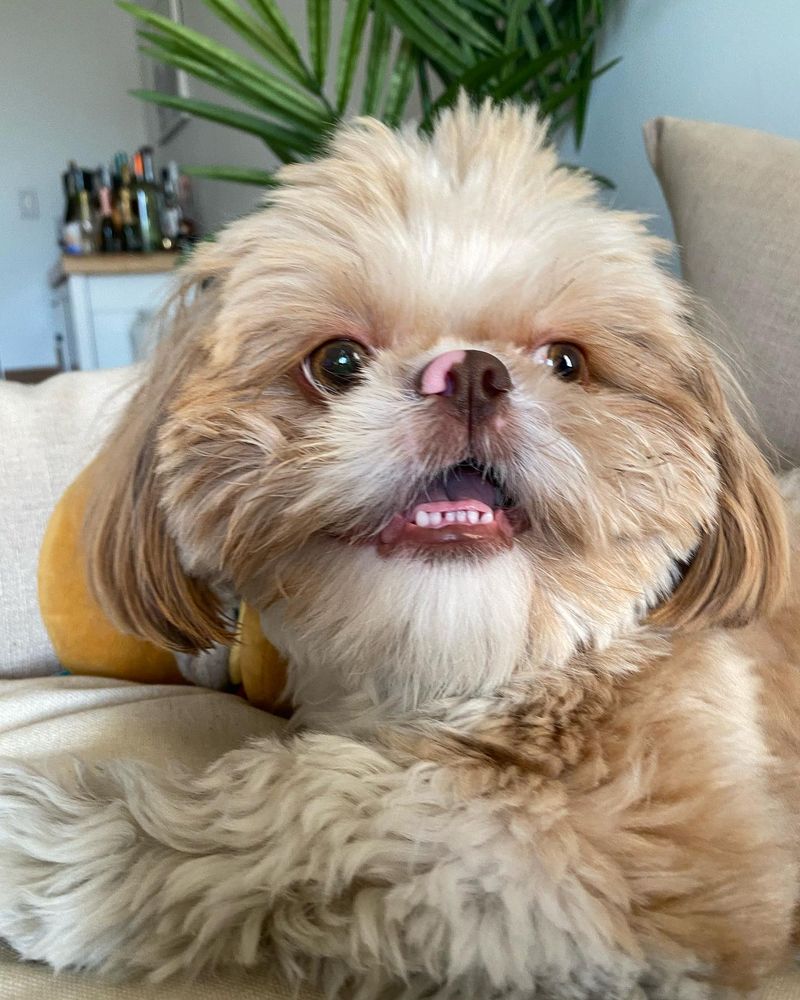 Shih Tzu
