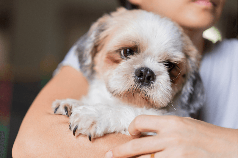 Shih Tzu