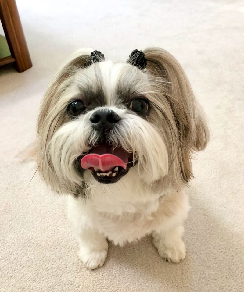 Shih Tzu