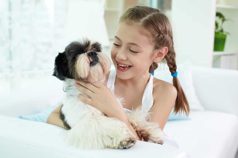 Shih Tzu