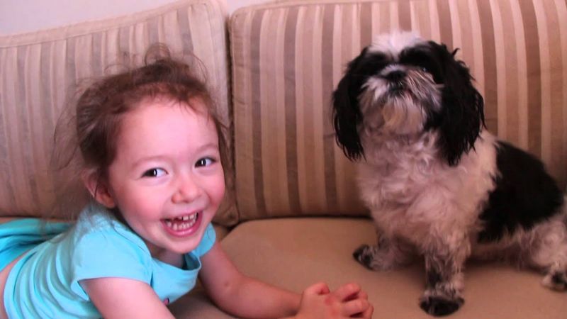 Shih Tzu