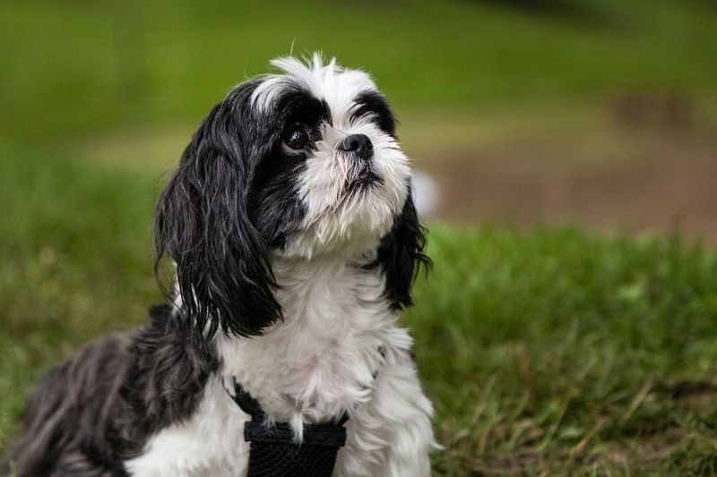 Shih Tzu