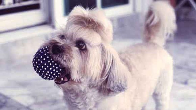 Shih Tzu