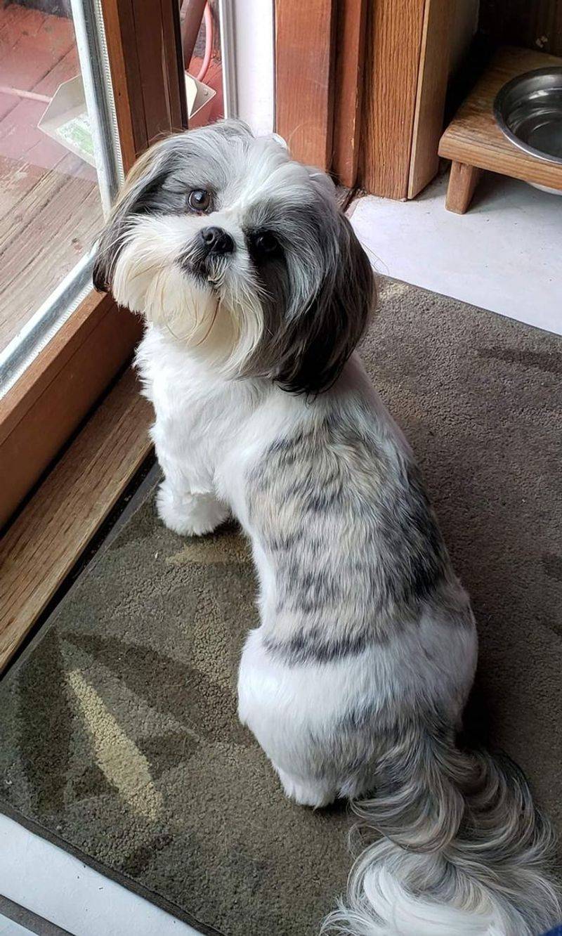 Shih Tzu
