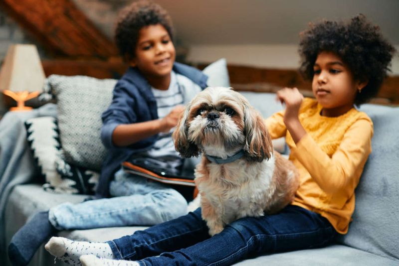 Shih Tzu