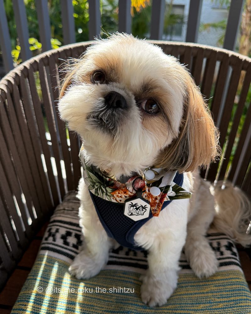 Shih Tzu