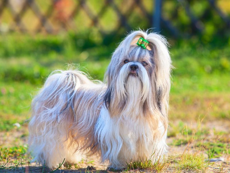 Shih Tzu