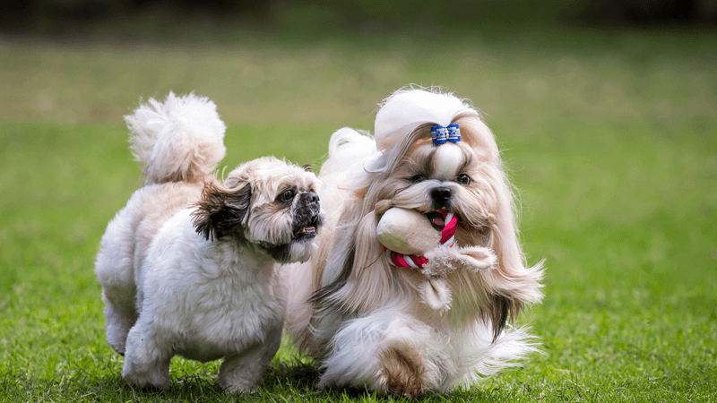 Shih Tzu