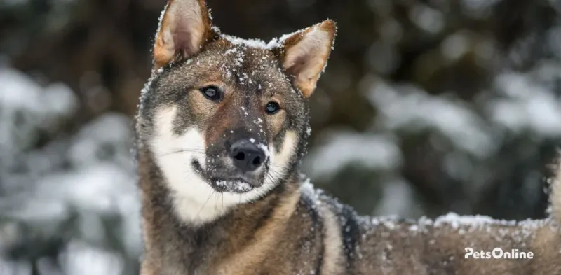 Shikoku Dog