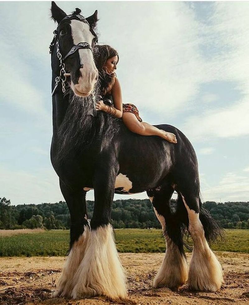 Shire Horse