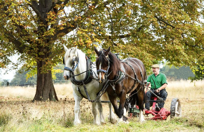 Shire Horse